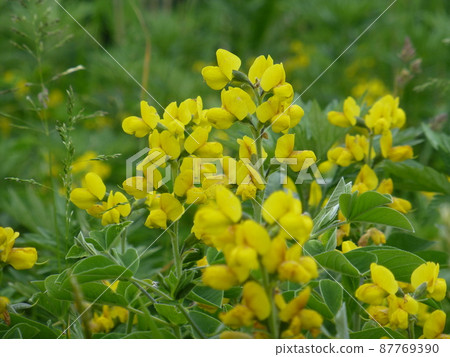 來自北海道金浦野花園的仙台萩 來自北海道金浦野花園的仙台萩 87769390