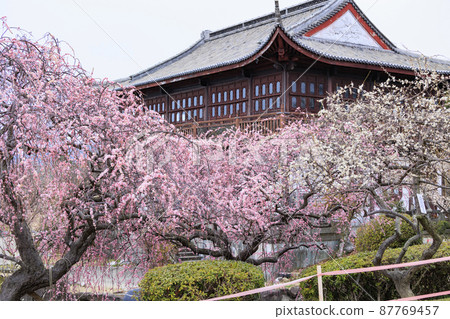 盛開的關之目公園 盛開的關之目公園 87769457