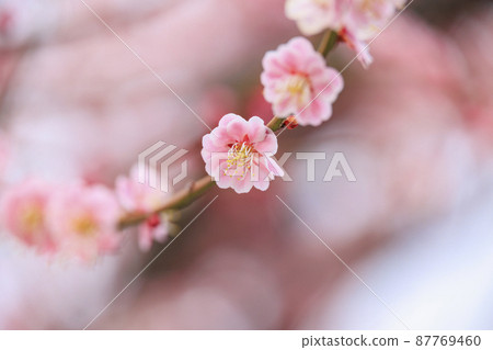 盛開的關之目公園 盛開的關之目公園 87769460