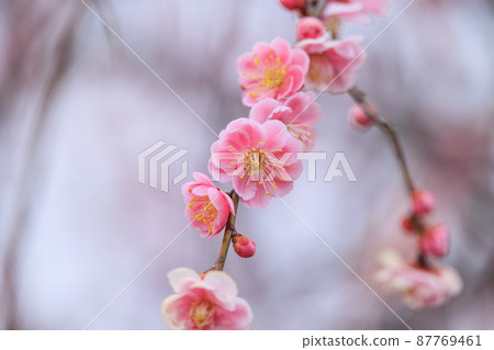 盛開的關之目公園 盛開的關之目公園 87769461