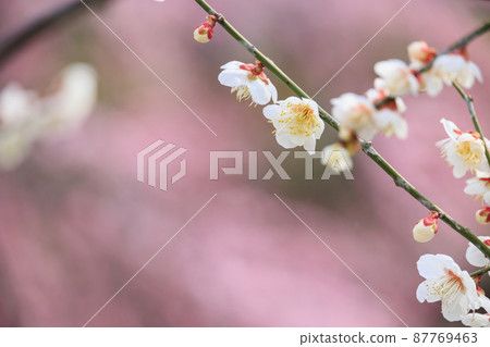Sekainoume Park in full bloom Sekainoume Park in full bloom 87769463