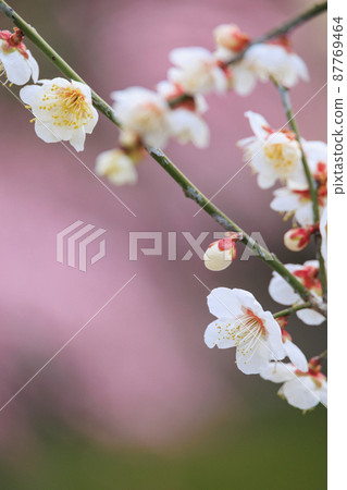 Sekainoume Park in full bloom 87769464