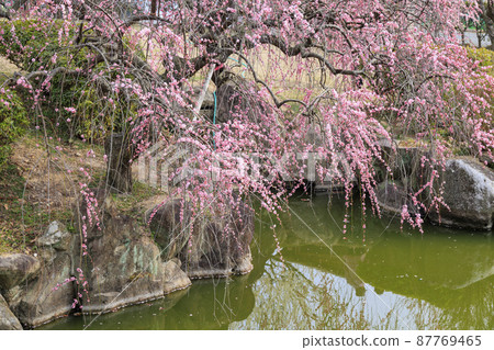 Sekainoume Park in full bloom Sekainoume Park in full bloom 87769465