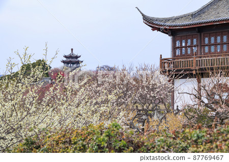 Sekainoume Park in full bloom Sekainoume Park in full bloom 87769467