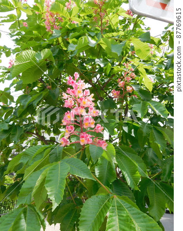 紅花花 紅花花 87769615