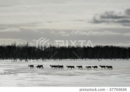 Ezo deer Ezo deer 87769686