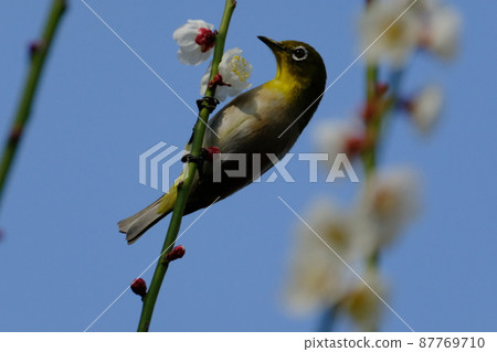Osaka Castle Umebayashi 2022 in Osaka Castle Park 87769710