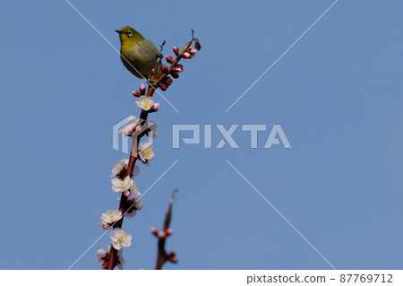 Osaka Castle Umebayashi 2022 in Osaka Castle Park 87769712