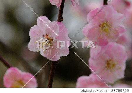 Osaka Castle Umebayashi 2022 in Osaka Castle Park Osaka Castle Umebayashi 2022 in Osaka Castle Park 87769799