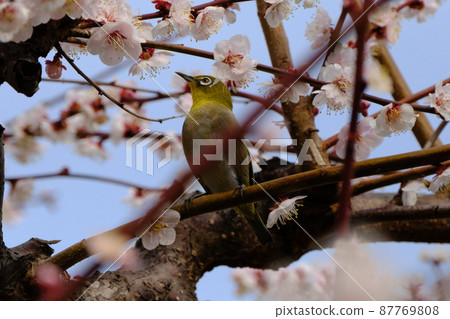Osaka Castle Umebayashi 2022 in Osaka Castle Park 87769808