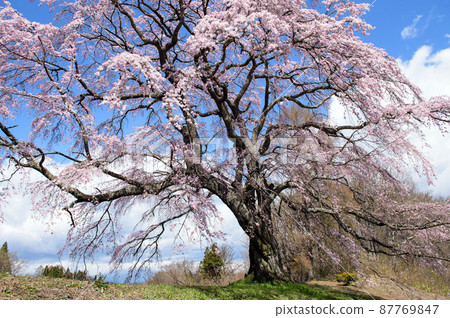 Godomakita Sakura in full bloom, Koriyama City Godomakita Sakura in full bloom, Koriyama City 87769847