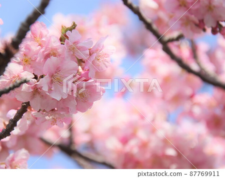 Pale pink flowers Pale pink flowers 87769911