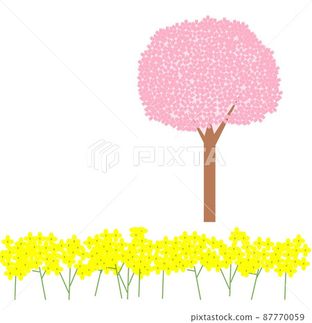 Rape blossoms and cherry blossoms Rape blossoms and cherry blossoms 87770059