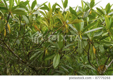 Red Mangrove leave Red Mangrove leave 87770268