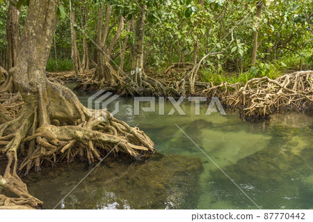 Pristine and tranquil mangrove swamp of Tha Pom Khlong Song Nam in Krabi Province ,Thailand. Pristine and tranquil mangrove swamp of Tha Pom Khlong Song Nam in Krabi Province ,Thailand. 87770442