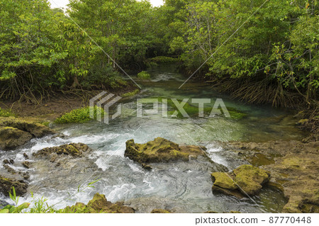Pristine and tranquil mangrove swamp of Tha Pom Khlong Song Nam in Krabi Province ,Thailand. Pristine and tranquil mangrove swamp of Tha Pom Khlong Song Nam in Krabi Province ,Thailand. 87770448