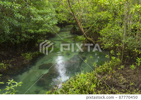 Pristine and tranquil mangrove swamp of Tha Pom Khlong Song Nam in Krabi Province ,Thailand. 87770450