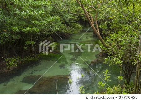 Pristine and tranquil mangrove swamp of Tha Pom Khlong Song Nam in Krabi Province ,Thailand. 87770453