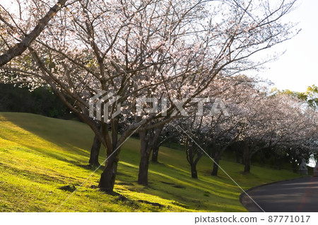 A row of cherry blossom trees in the setting sun 87771017