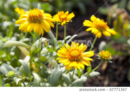 blooming bright yellow flowers, Climbing wedelia, Creeping daisy, Singapore daisy, Creeping ox-eye, Rabbits paw, Trailing daisy in summer season. blooming bright yellow flowers, Climbing wedelia, Creeping daisy, Singapore daisy, Creeping ox-eye, Rabbits paw, Trailing daisy in summer season. 87771367