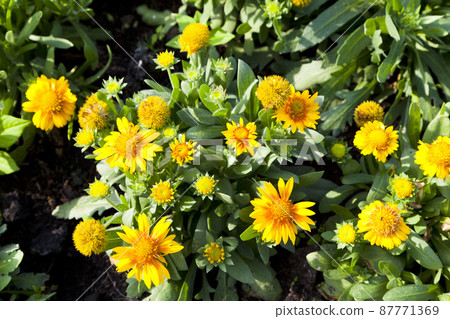 blooming bright yellow flowers, Climbing wedelia, Creeping daisy, Singapore daisy, Creeping ox-eye, Rabbits paw, Trailing daisy in summer season. blooming bright yellow flowers, Climbing wedelia, Creeping daisy, Singapore daisy, Creeping ox-eye, Rabbits paw, Trailing daisy in summer season. 87771369