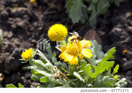 blooming bright yellow flowers, Climbing wedelia, Creeping daisy, Singapore daisy, Creeping ox-eye, Rabbits paw, Trailing daisy in summer season. blooming bright yellow flowers, Climbing wedelia, Creeping daisy, Singapore daisy, Creeping ox-eye, Rabbits paw, Trailing daisy in summer season. 87771371