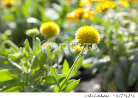 blooming bright yellow flowers, Climbing wedelia, Creeping daisy, Singapore daisy, Creeping ox-eye, Rabbits paw, Trailing daisy in summer season. blooming bright yellow flowers, Climbing wedelia, Creeping daisy, Singapore daisy, Creeping ox-eye, Rabbits paw, Trailing daisy in summer season. 87771372