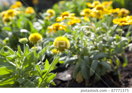 blooming bright yellow flowers, Climbing wedelia, Creeping daisy, Singapore daisy, Creeping ox-eye, Rabbits paw, Trailing daisy in summer season. blooming bright yellow flowers, Climbing wedelia, Creeping daisy, Singapore daisy, Creeping ox-eye, Rabbits paw, Trailing daisy in summer season. 87771375