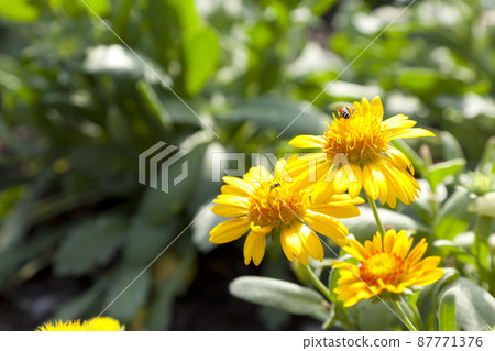 blooming bright yellow flowers, Climbing wedelia, Creeping daisy, Singapore daisy, Creeping ox-eye, Rabbits paw, Trailing daisy in summer season. blooming bright yellow flowers, Climbing wedelia, Creeping daisy, Singapore daisy, Creeping ox-eye, Rabbits paw, Trailing daisy in summer season. 87771376
