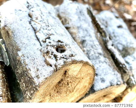 Felled trees in the forest 87771392