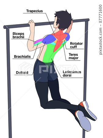 Names of men and muscles (color-coded, English) 87771600