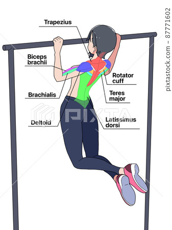 Names of women and muscles (color-coded, English) - Stock Illustration ...