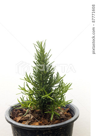 Small evergreen rosemary plant in a plastic pot Small evergreen rosemary plant in a plastic pot 87771608
