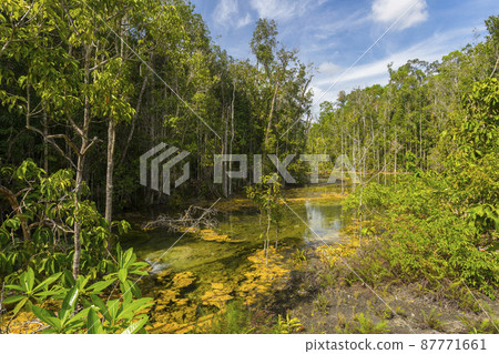 Wet forest at Emerald pool travel location of Krabi, Thailand. Wet forest at Emerald pool travel location of Krabi, Thailand. 87771661