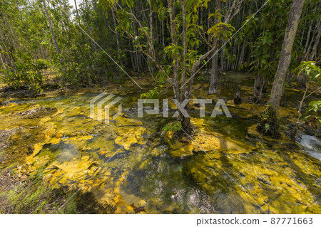 Wet forest at Emerald pool travel location of Krabi, Thailand. 87771663