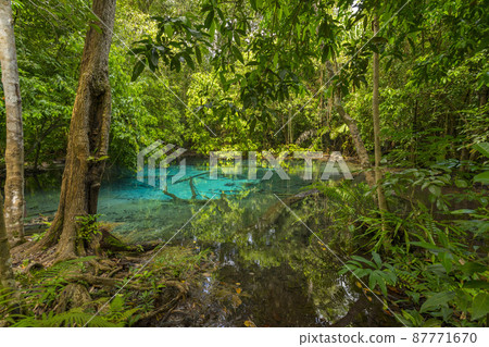 Wet forest at Emerald pool travel location of Krabi, Thailand. Wet forest at Emerald pool travel location of Krabi, Thailand. 87771670