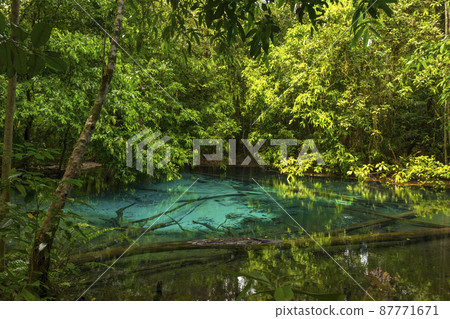 Wet forest at Emerald pool travel location of Krabi, Thailand. Wet forest at Emerald pool travel location of Krabi, Thailand. 87771671