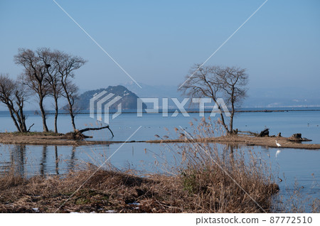 Winter scenery of Kohoku Waterfowl Park | Beautiful scenery of Shiga prefecture Winter scenery of Kohoku Waterfowl Park | Beautiful scenery of Shiga prefecture 87772510