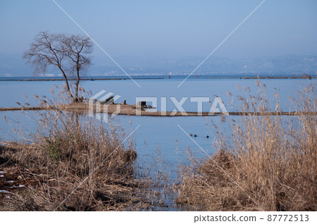 Winter scenery of Kohoku Waterfowl Park | Beautiful scenery of Shiga prefecture Winter scenery of Kohoku Waterfowl Park | Beautiful scenery of Shiga prefecture 87772513