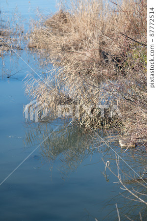 Lake Biwa where the garbage of the umbrella sticks | Winter scenery of Kohoku Waterfowl Park 87772514