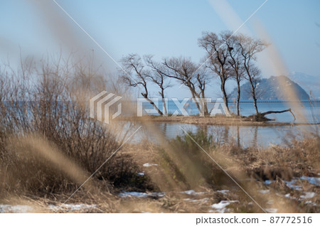 Winter scenery of Kohoku Waterfowl Park ｜ Beautiful scenery of Shiga prefecture 87772516