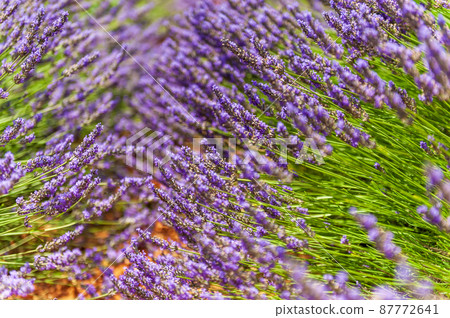 Lavender fields in Southern France Lavender fields in Southern France 87772641