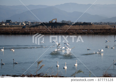 A flock of swans taking off | Lake Biwa in winter A flock of swans taking off | Lake Biwa in winter 87773128