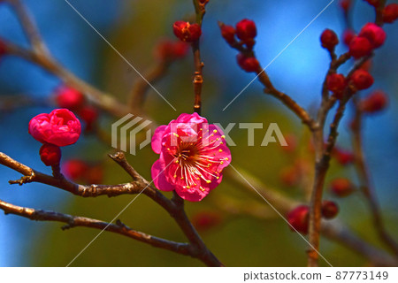 春天的花李子 87773149