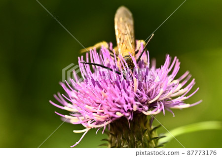 Bee ① Bee ① 87773176