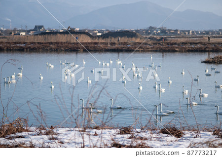 A flock of swans taking off | Lake Biwa in winter A flock of swans taking off | Lake Biwa in winter 87773217