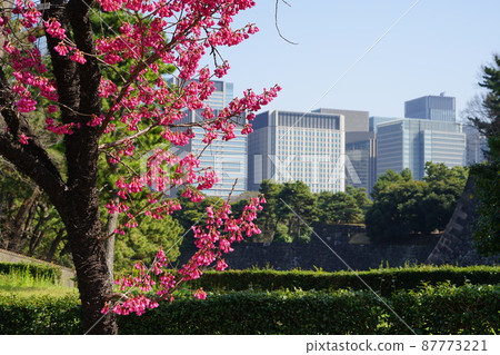 March Chiyoda 1028 Kanhi-zakura (Kanhi-zakura), Rosaceae, Imperial Palace Hirakawa Moat 87773221