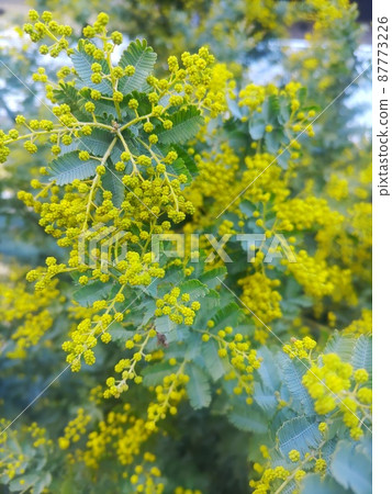 花在春天開始綻放 花在春天開始綻放 87773226