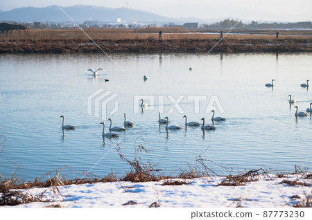 A flock of swans taking off | Lake Biwa in winter A flock of swans taking off | Lake Biwa in winter 87773230