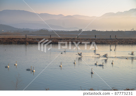 A flock of swans taking off | Lake Biwa in winter 87773231